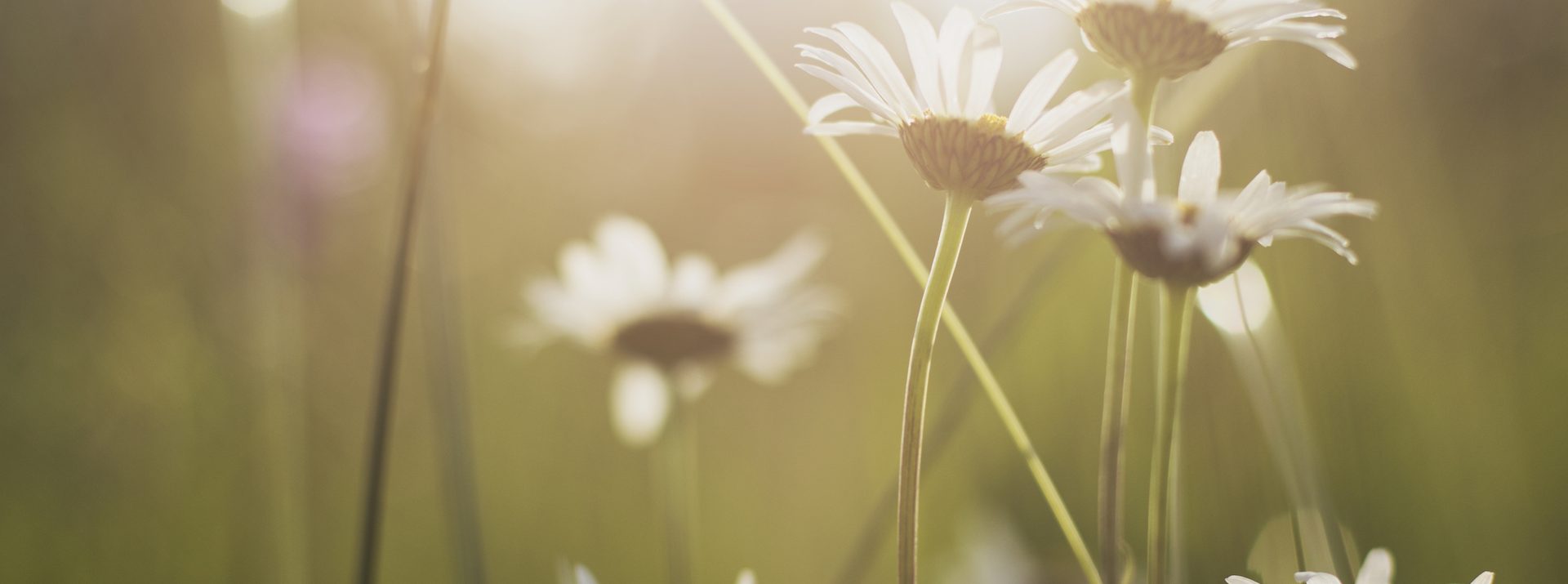 Psychotherapie in Wiener Neustadt und Neunkirchen